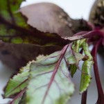 betterave bio