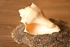 beautiful, conch