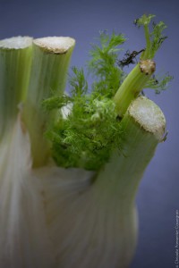 FENOUIL